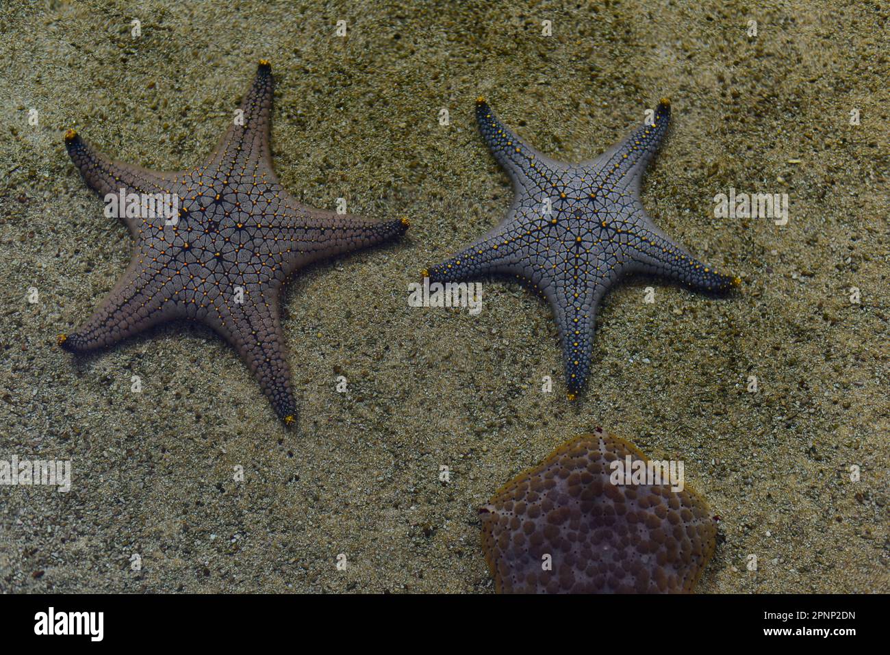 Starfish underwater on the sandy ocean floor Stock Photo - Alamy
