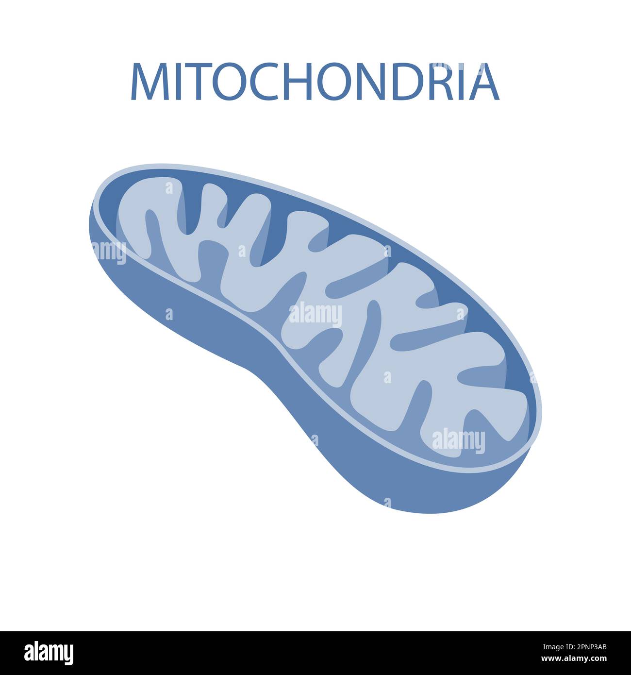 The internal structure of mitochondria Stock Photo