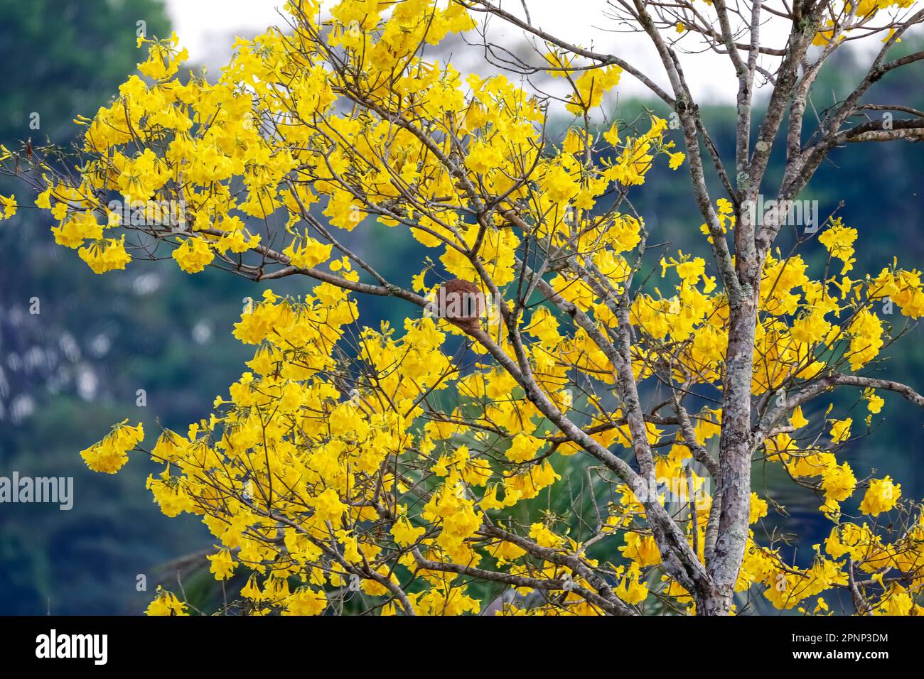 Yellow blooming ipé tree against a dark natural background, Chapada dos Guimarães, Mato Grosso, Brazil, South America Stock Photo