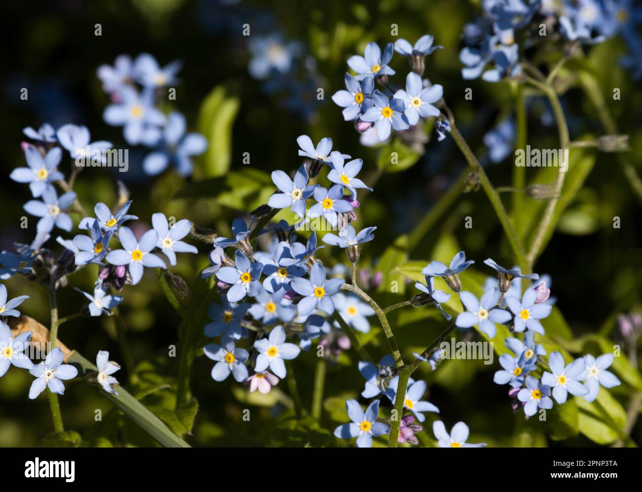 Forget Me Nots Forgetmenots Myosotis Spring Flower Stock Photo - Alamy