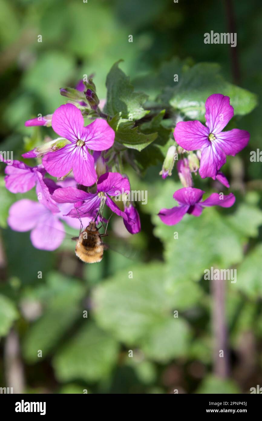 Lunaria - Honesty flowers with Bombylius major - Bee-fly Stock Photo