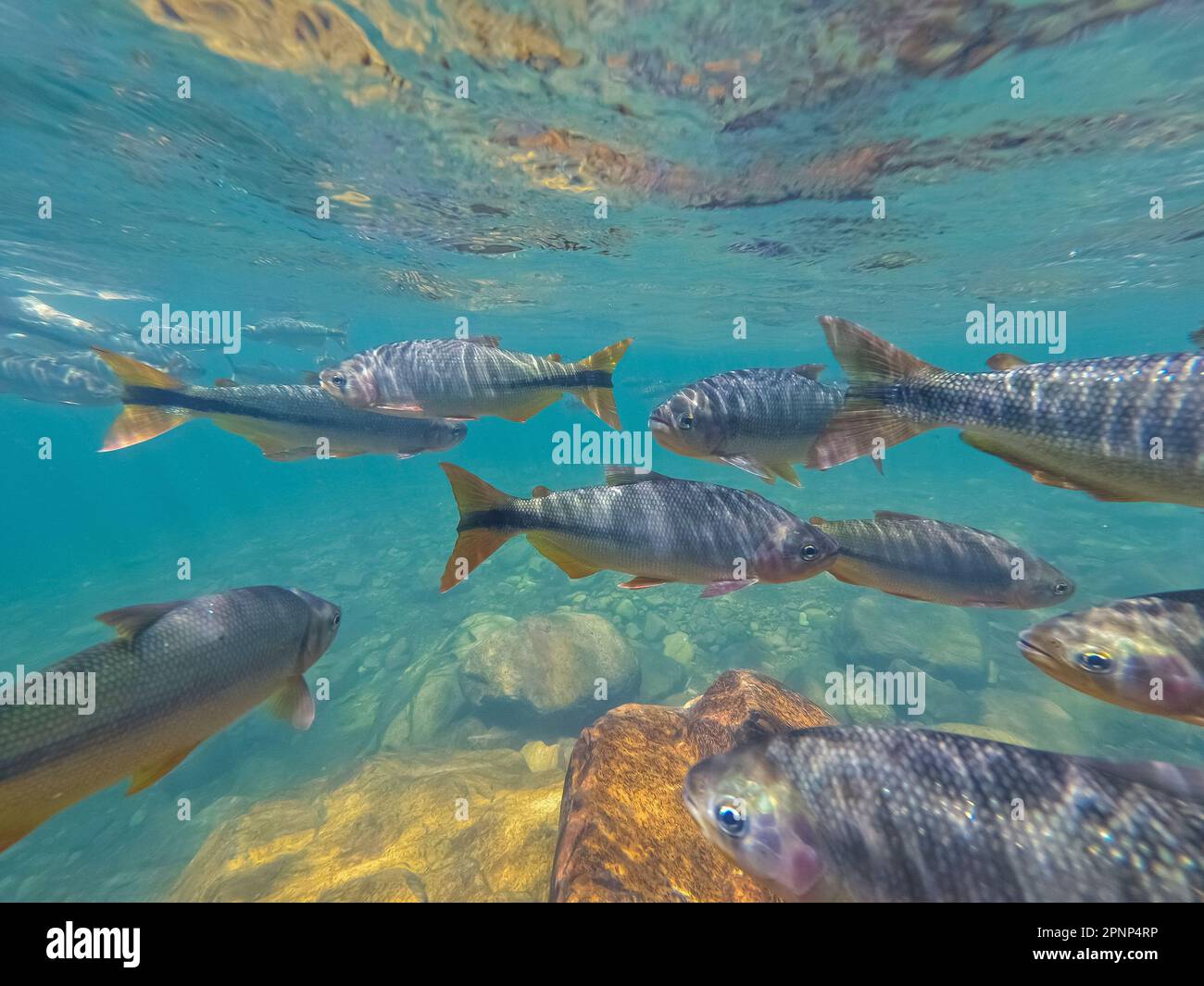 Underwater shot of tropical fishes in a crystal clear waterfall pool in