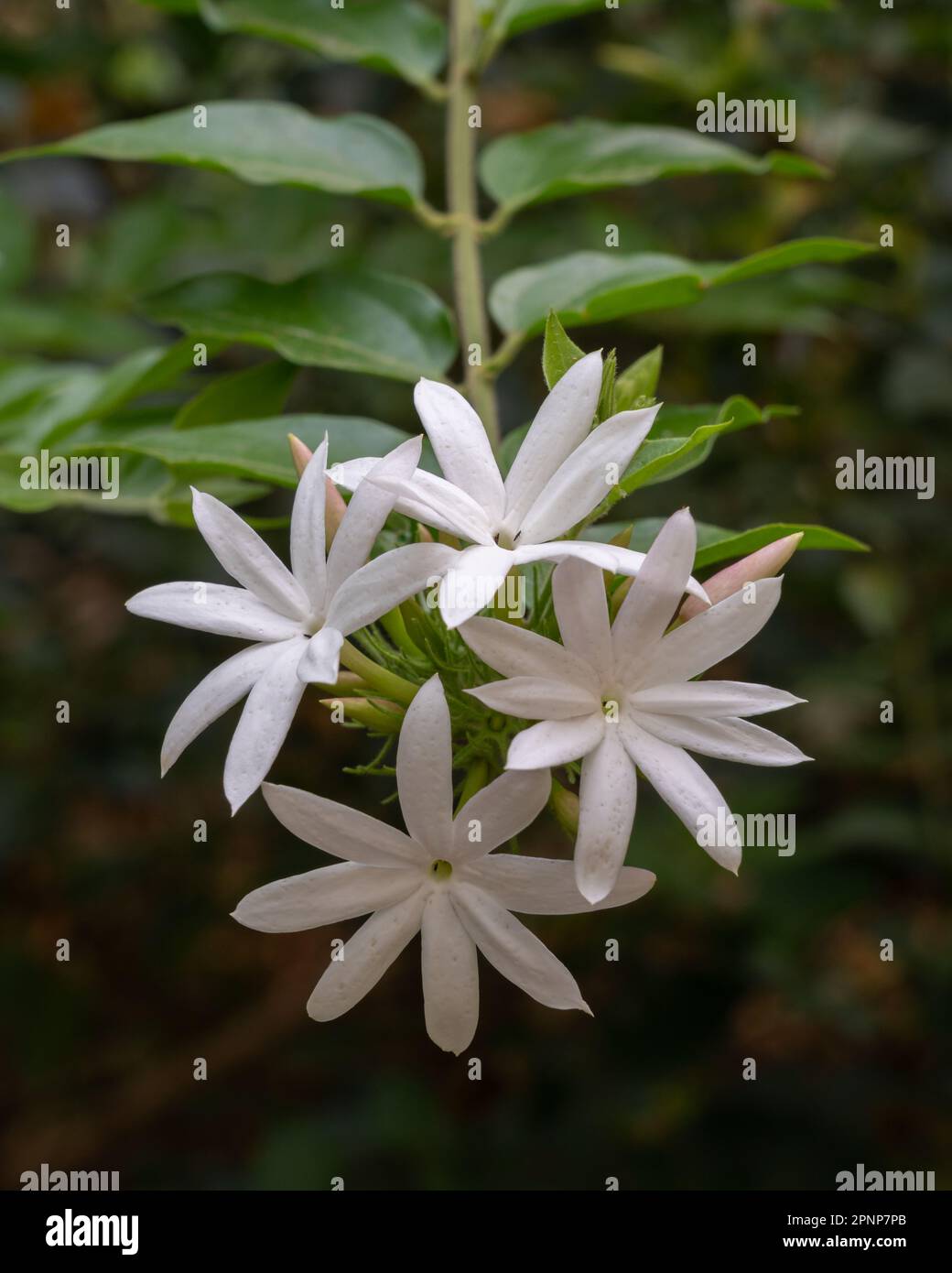 Closeup view of bright white flowers of jasminum multipartitum shrub