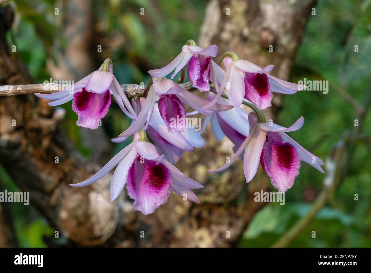 Closeup view of colorful pink and purple flowers of epiphytic tropical orchid species dendrobium anosmum blooming outdoors on natural background Stock Photo