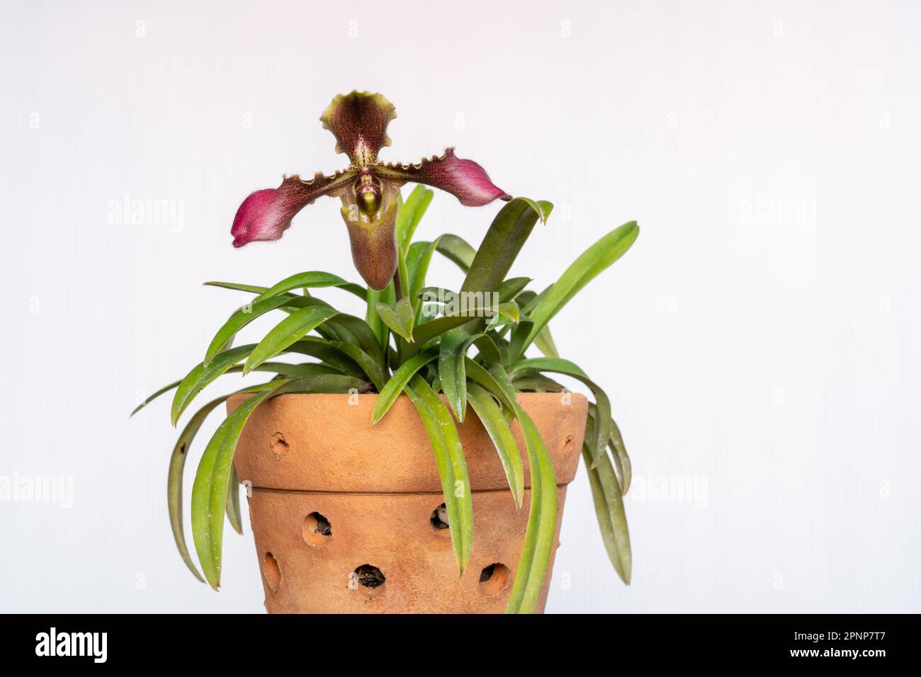 Purple pink and yellow brown flower of lady slipper tropical orchid paphiopedilum hirsutissimum species in clay pot isolated on white background Stock Photo