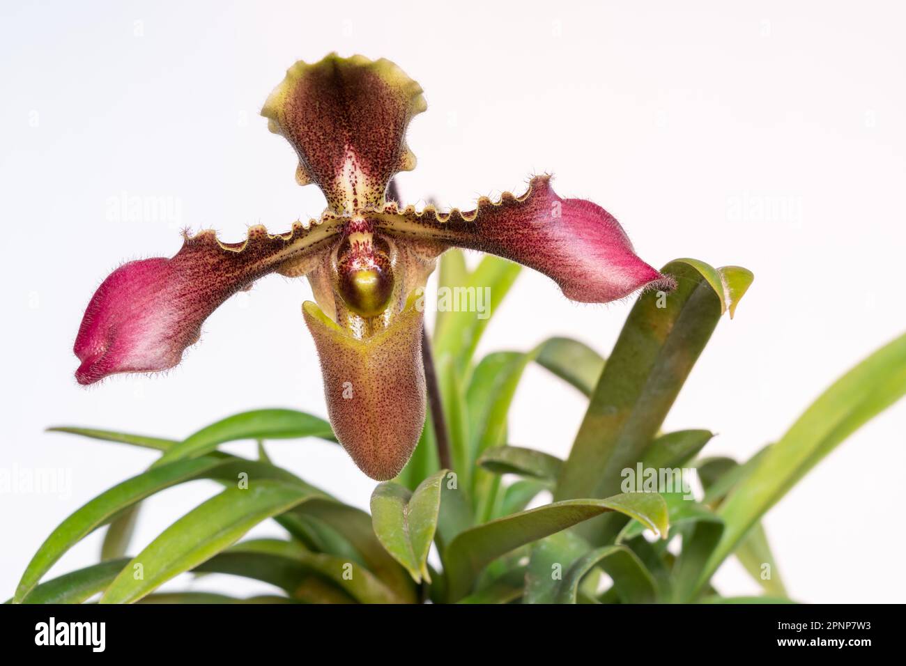 Closeup view of purple pink and yellow brown flower of lady slipper tropical orchid paphiopedilum hirsutissimum species isolated on white background Stock Photo