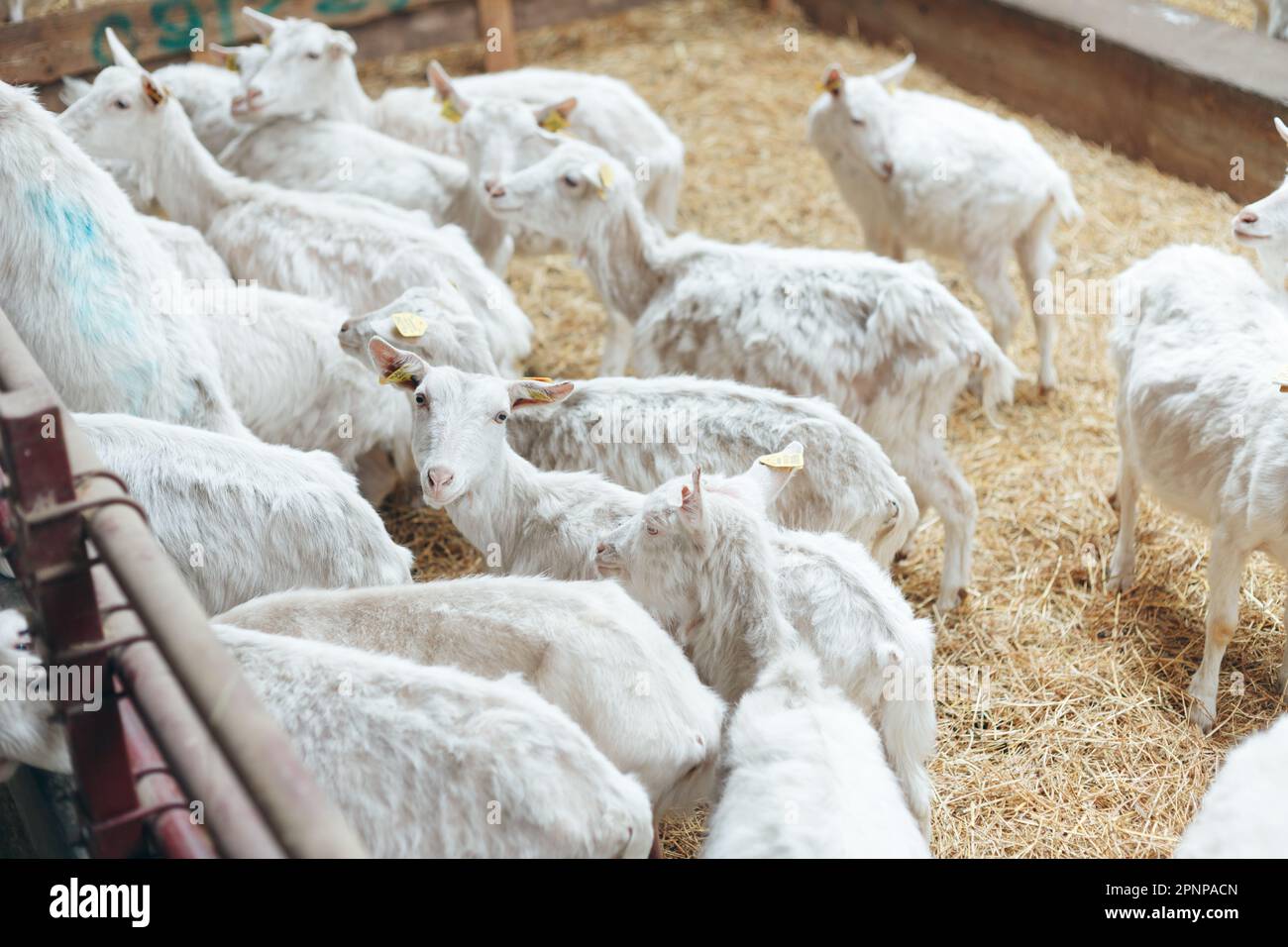 White Dairy Goat Breed Goats on Farm in the Barn. Livestock Agriculture Stock Photo