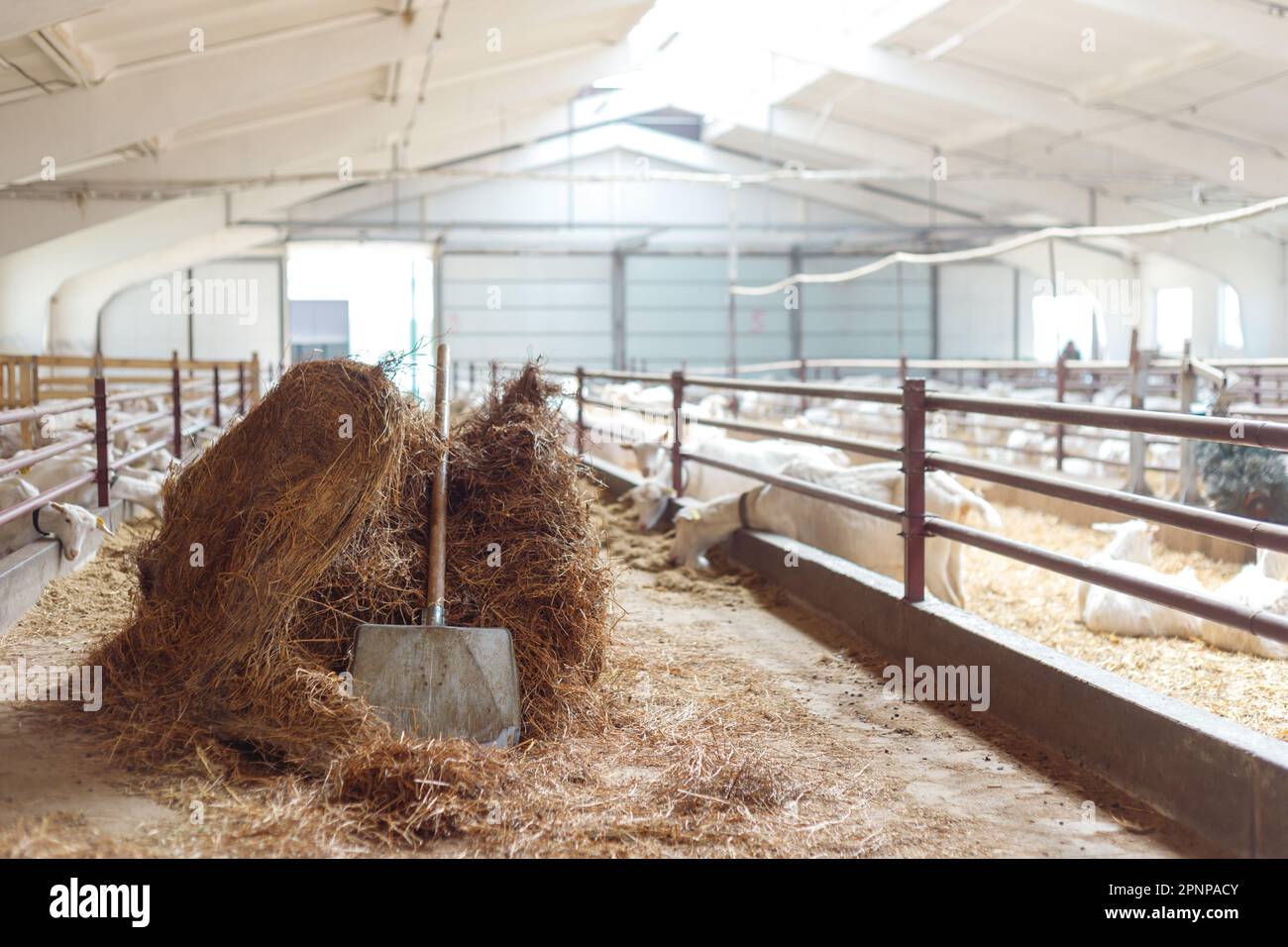 Dry hay Stack in Large Stock Barn Interior Stock Photo