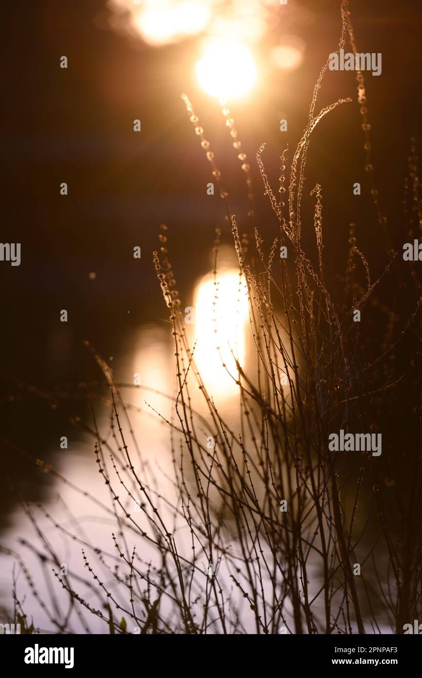 Dusk's Glow: Sunlight on the Reeds with Bokeh Background Stock Photo