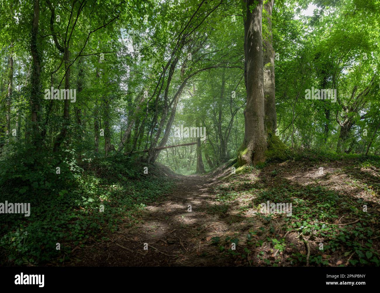 A walk through woods on a bright sunny day in the summer, green leaves and dappled light in the countryside near the village of Denmead in Hampshire Stock Photo