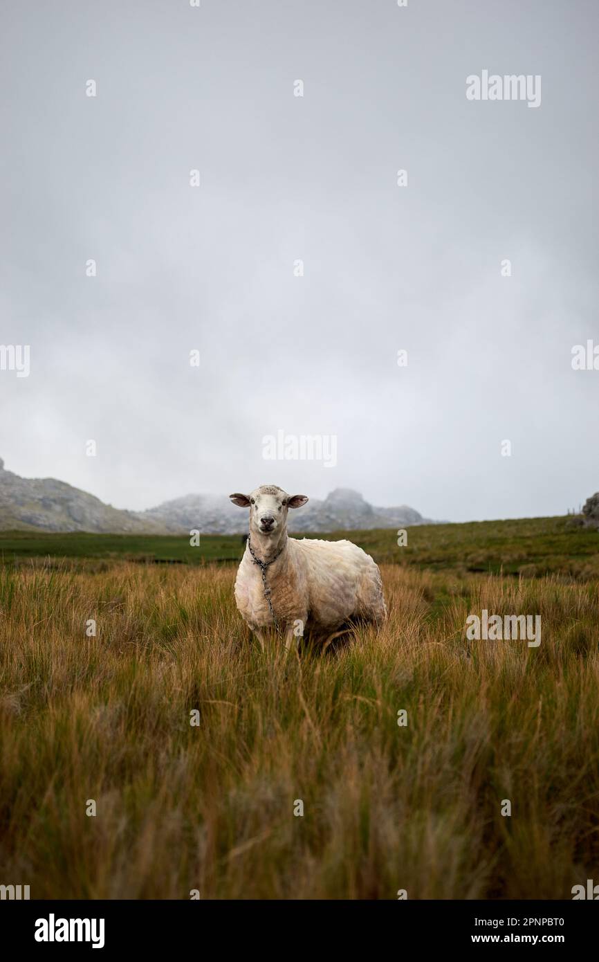 Sheep in the highlands of New Zealand with a cloudy sky Stock Photo - Alamy