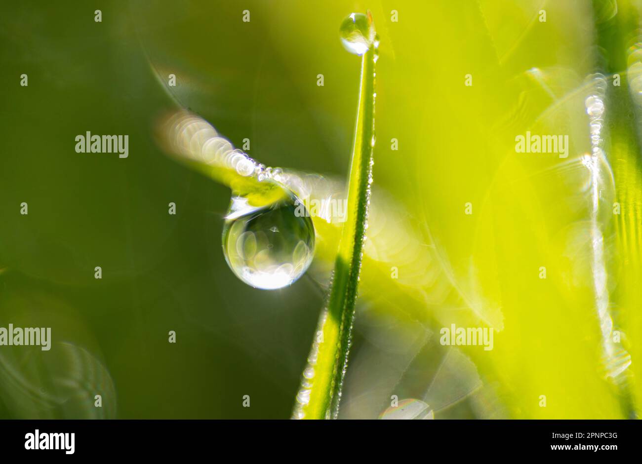 Macro photographs of dew on grass, drips of water catching the early morning light on the green undergrowth of a forest on a spring morning Stock Photo