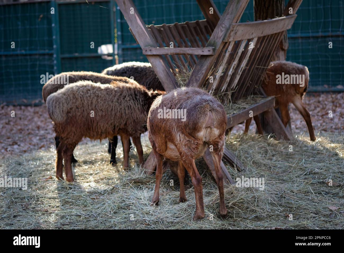 Brown sheep eat hay at the farm. A few brown sheep turned with their asses to the camera bent over to eat. Farm animals. small cattle Stock Photo