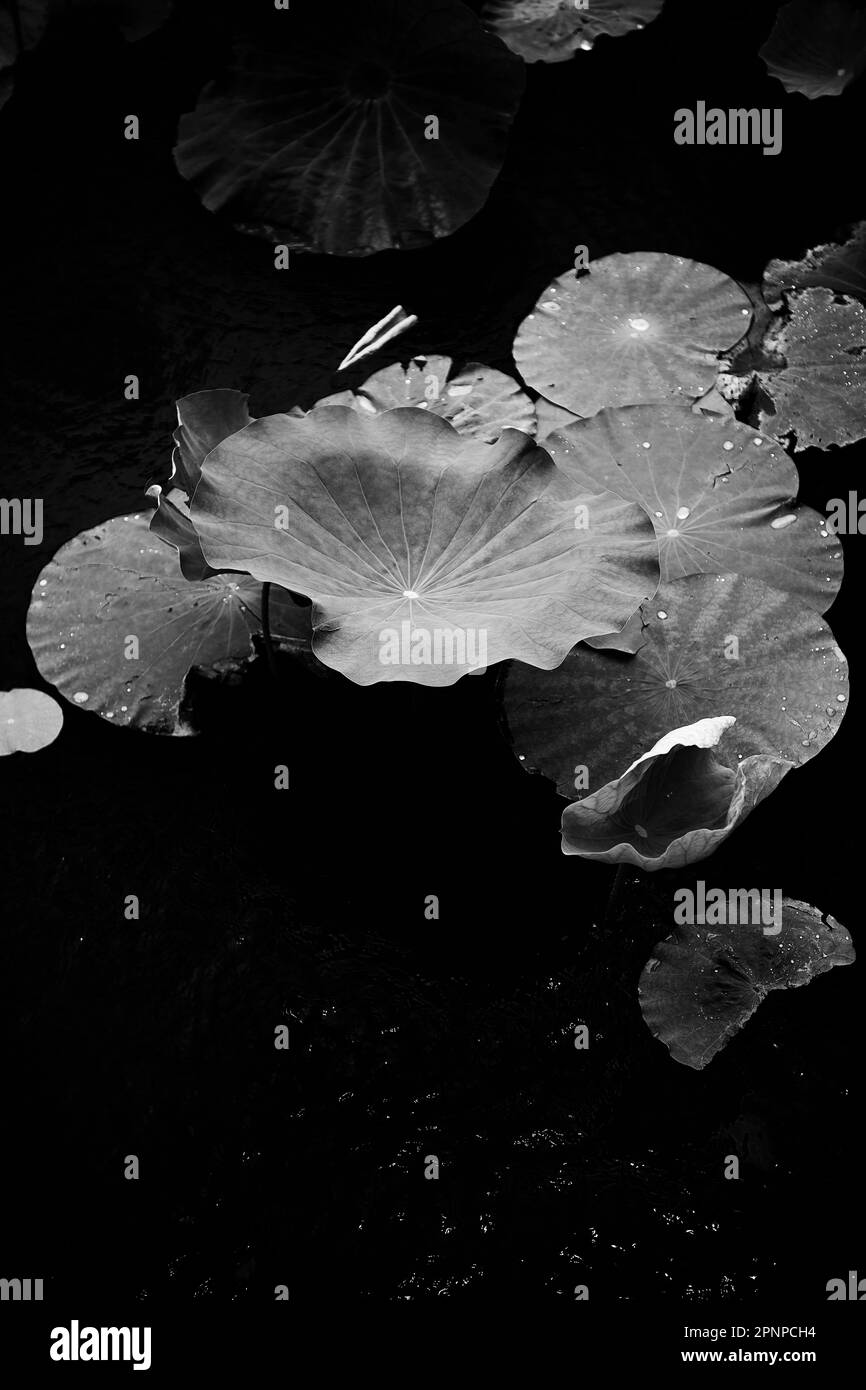 Lotus leaves Stock Photo