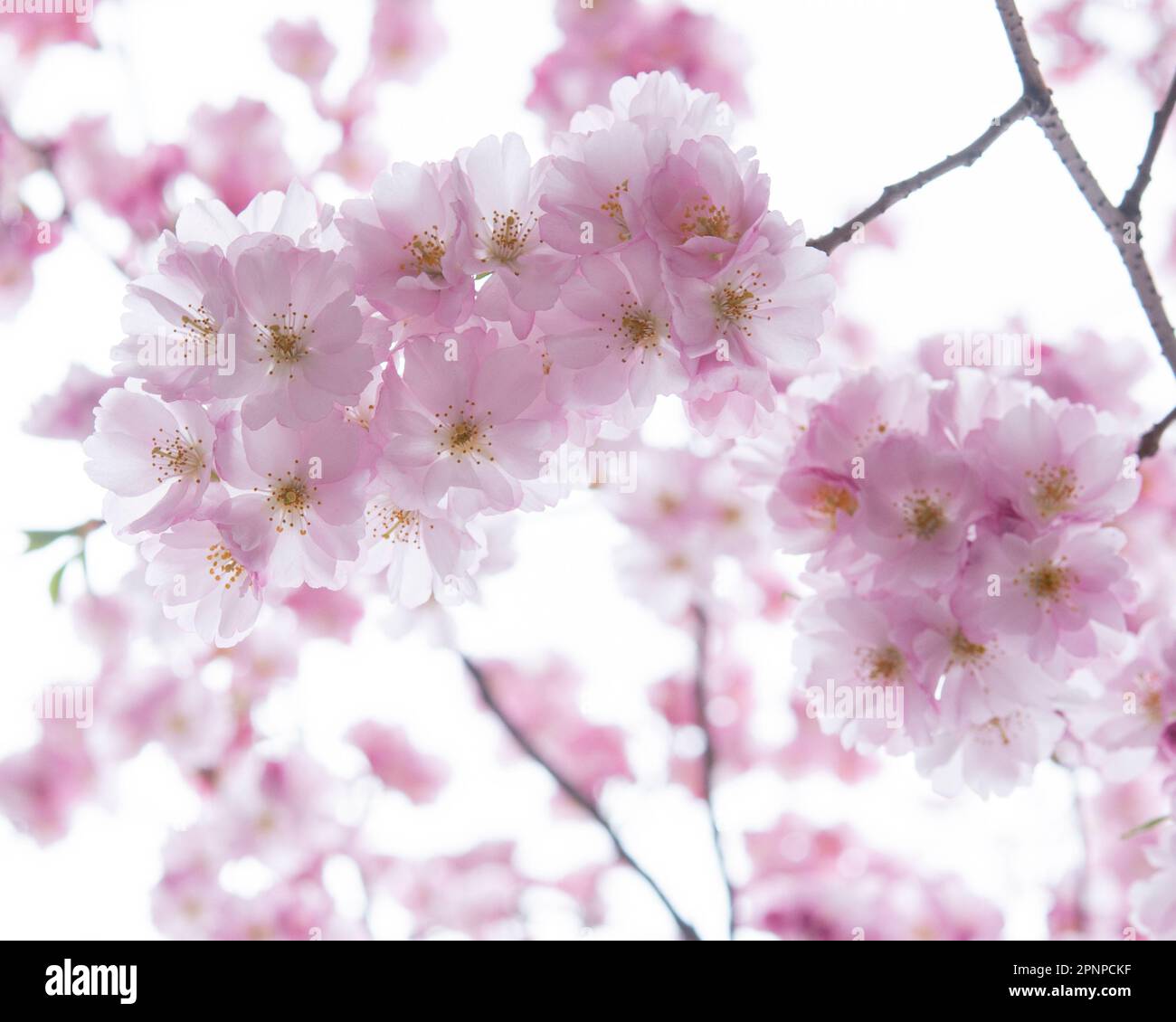 Selective focus of beautiful branches of pink Cherry blossoms on the ...