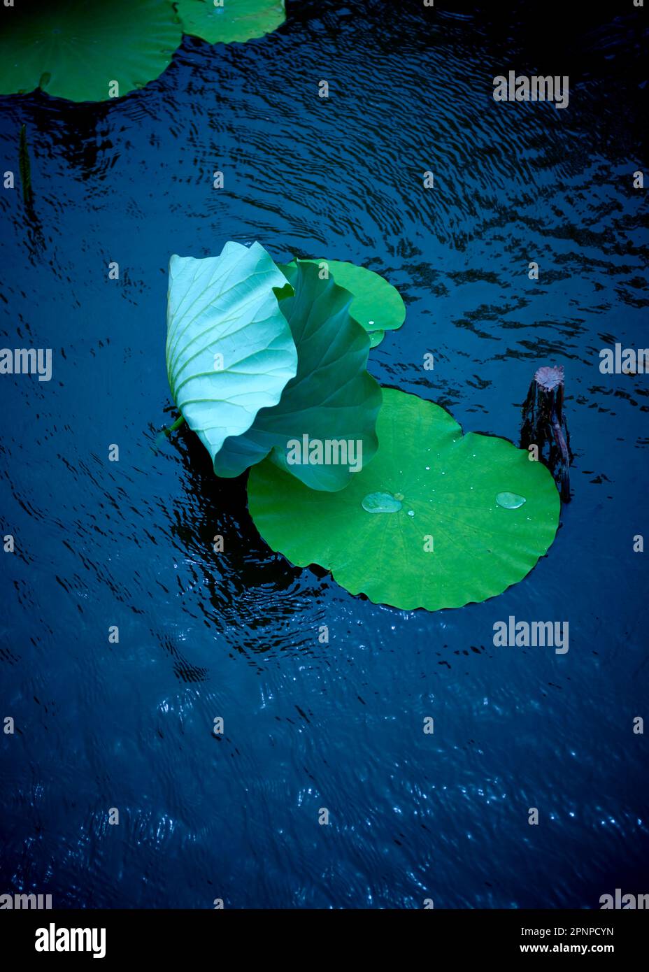 Lotus leaves pond hi-res stock photography and images - Alamy
