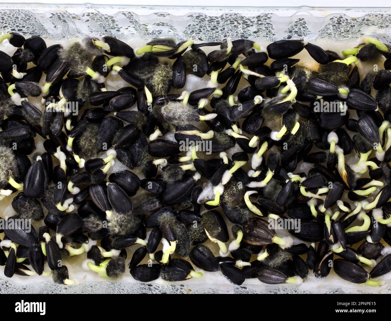 Sprouted sunflower seeds with mold closeup. Sunflower seeds on