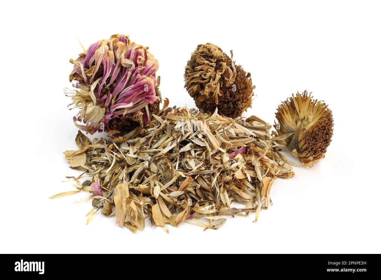 Dried zinnia flower head on white background. Collecting seeds for