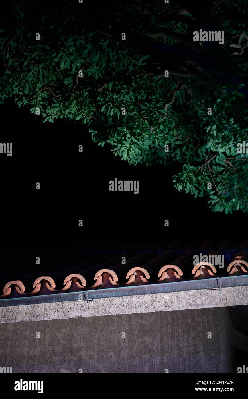 Tree illuminated in the night Stock Photo - Alamy