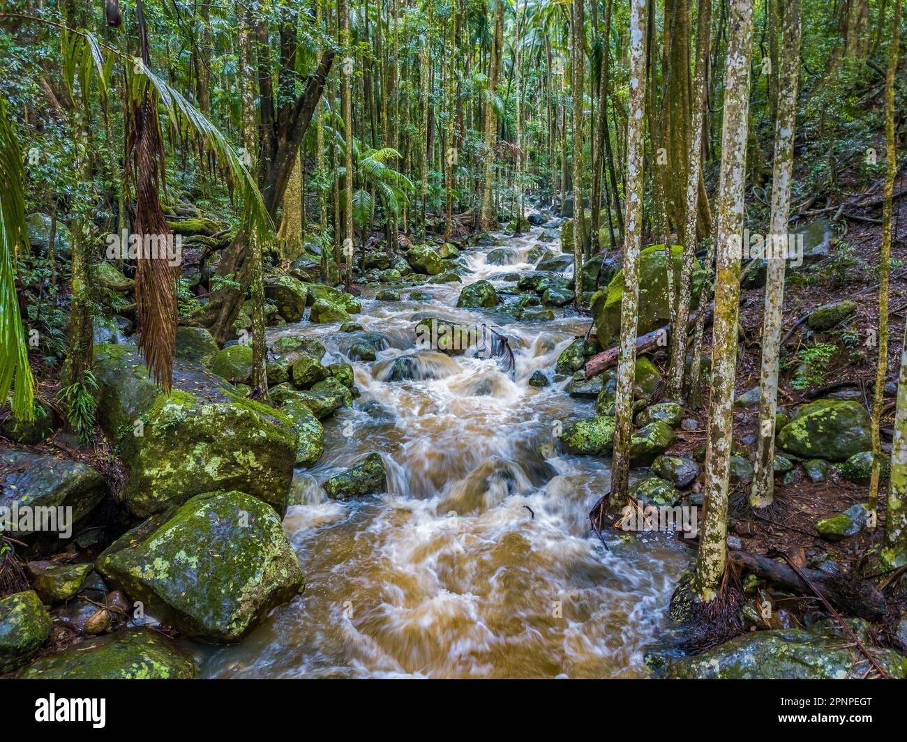 Creek through lush rainforest hi-res stock photography and images - Alamy