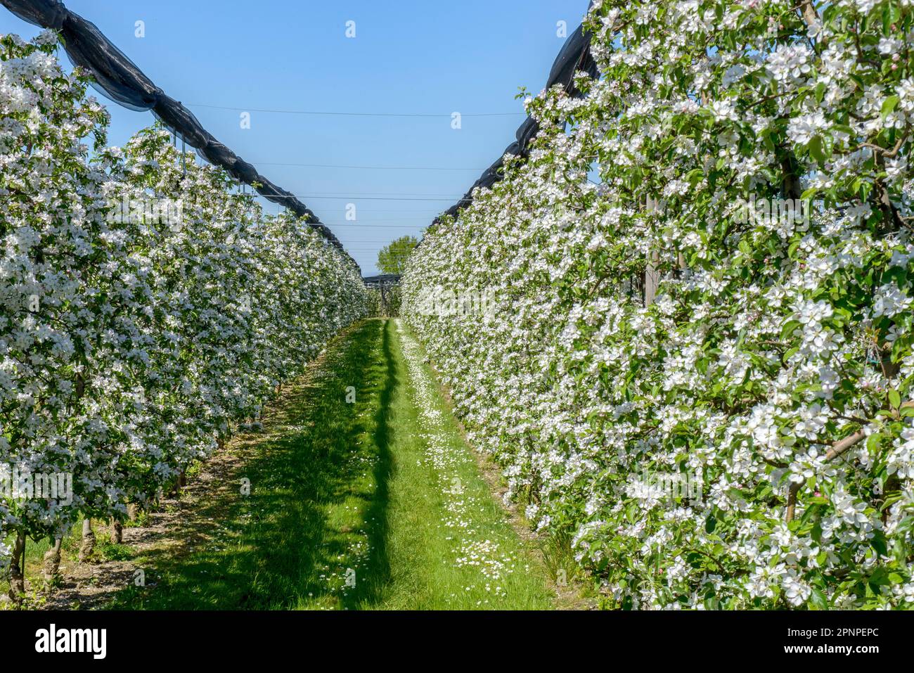 Lower stem fruit tree hi-res stock photography and images - Alamy