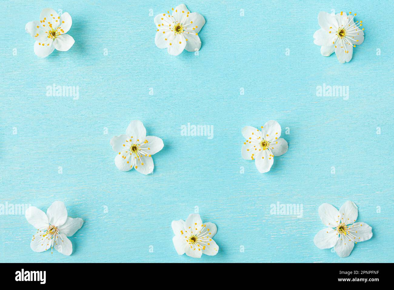 Spring cherry blossom flowers on pastel blue background. Floral pattern. Flat lay. Top view Stock Photo