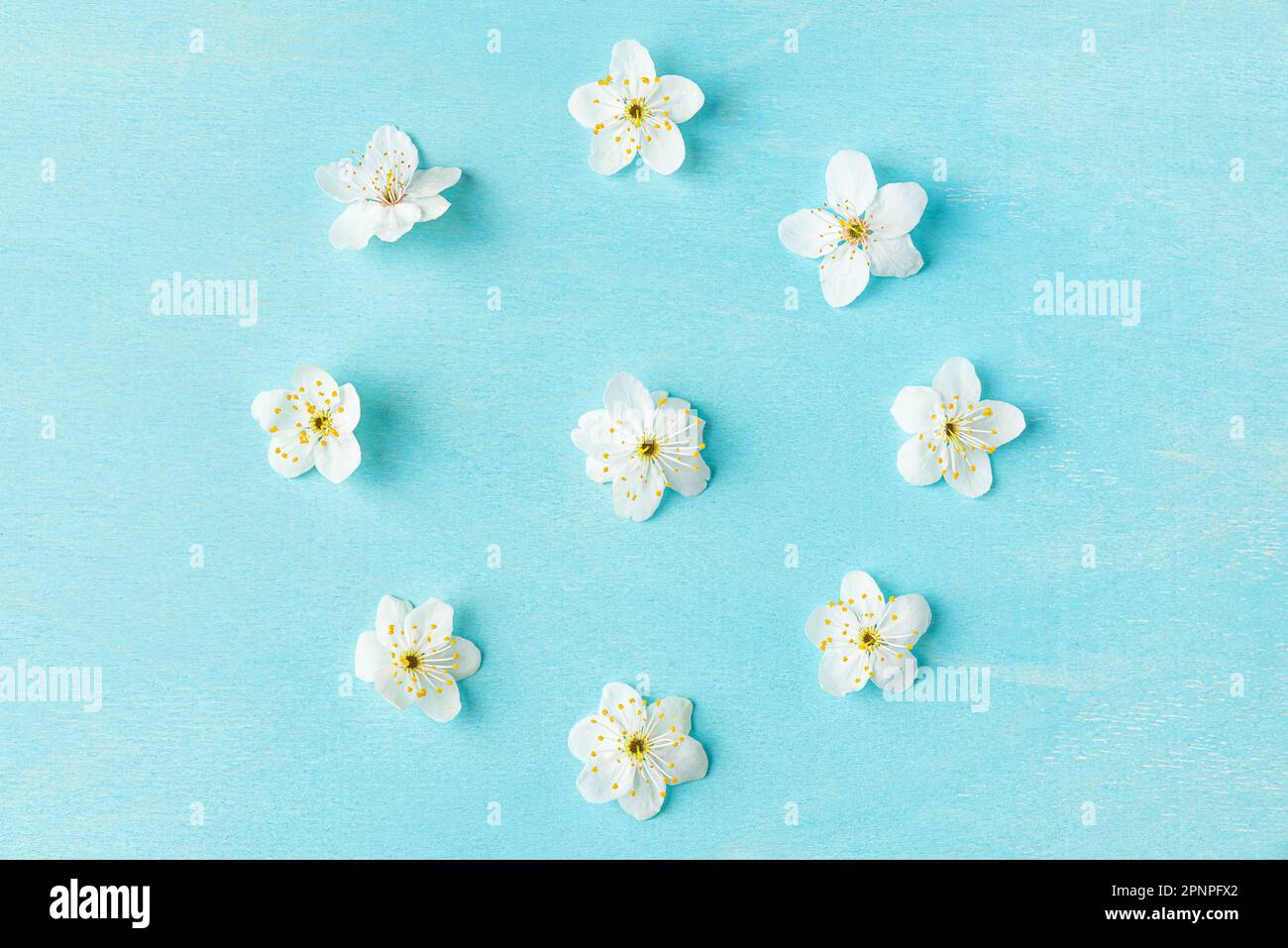 Circle made of white cherry blossoming flowers on pastel blue background. Spring or holiday background. Flat lay. Top view Stock Photo