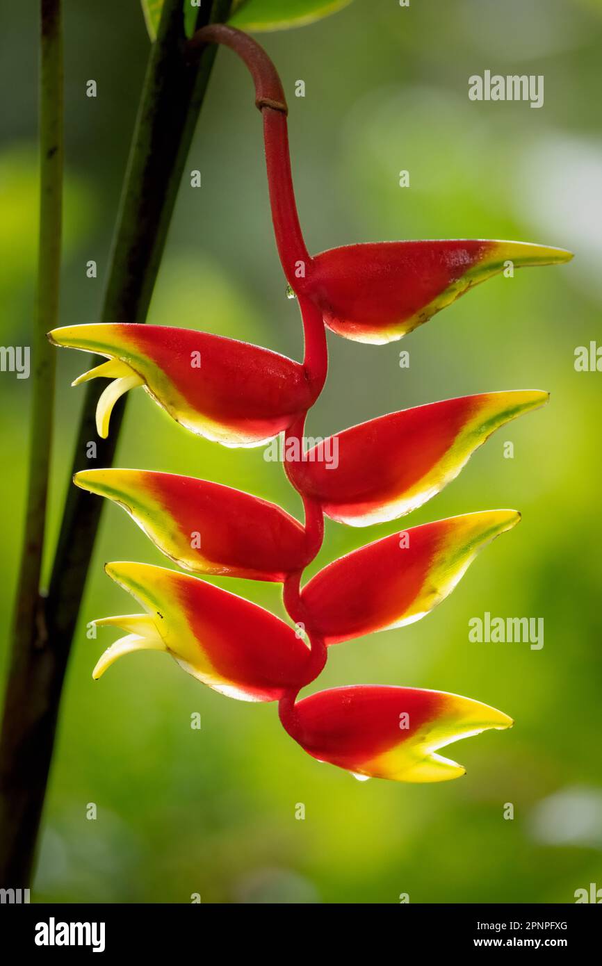 A gorgeous and vibrantly colored backlit flower of the Heliconia Rostrata highlighting the beauty of tropical flora in Atherton Tablelands, Australia. Stock Photo