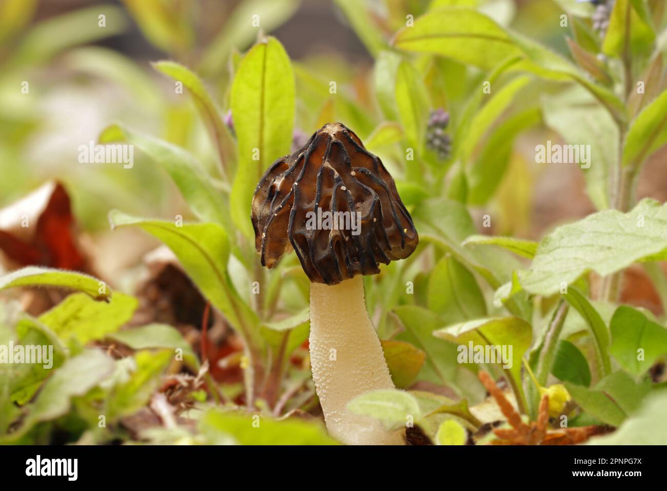 A small, young edible mushroom Morchella semilibera, commonly called the half-free morel, grows in the forest. The brown cap is hemispherical, pointed Stock Photo