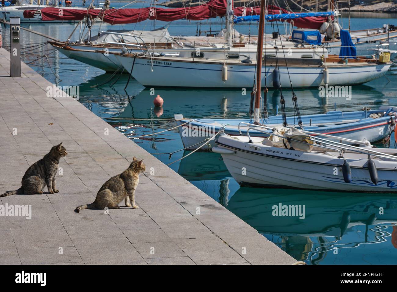 Cats wait for Fisherman mooring his boat in Galaxidi in Greece in Spring Stock Photo