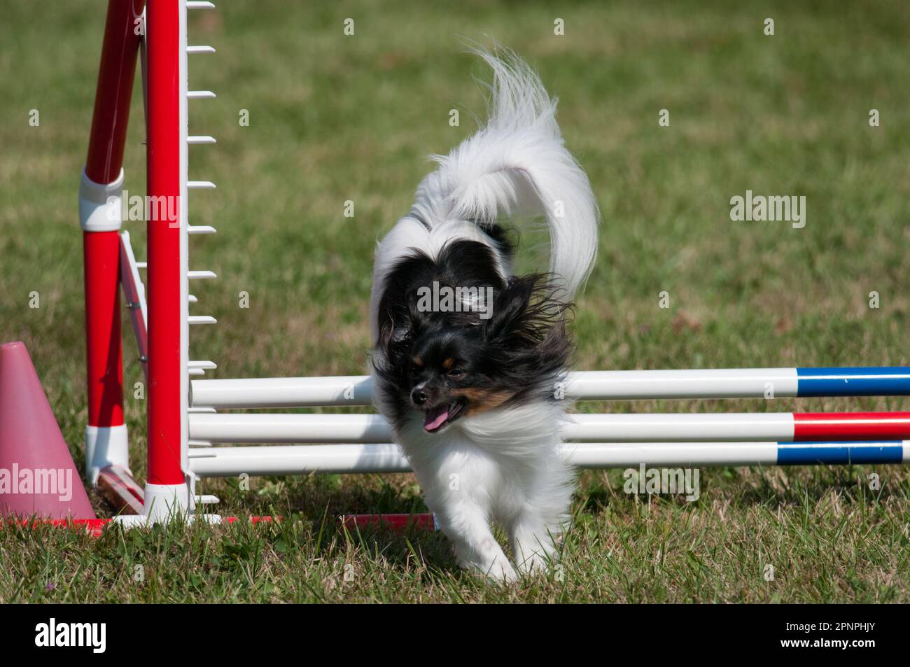 Papillon jumping hurdles during agility competition Stock Photo Alamy
