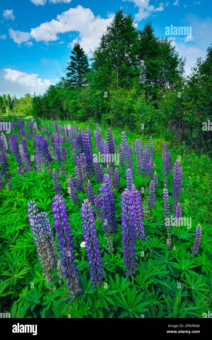 Lupinus polyphyllus (large-leaved or many-leaved lupine) growing in northern Minnesota by Lake Superior. Stock Photo