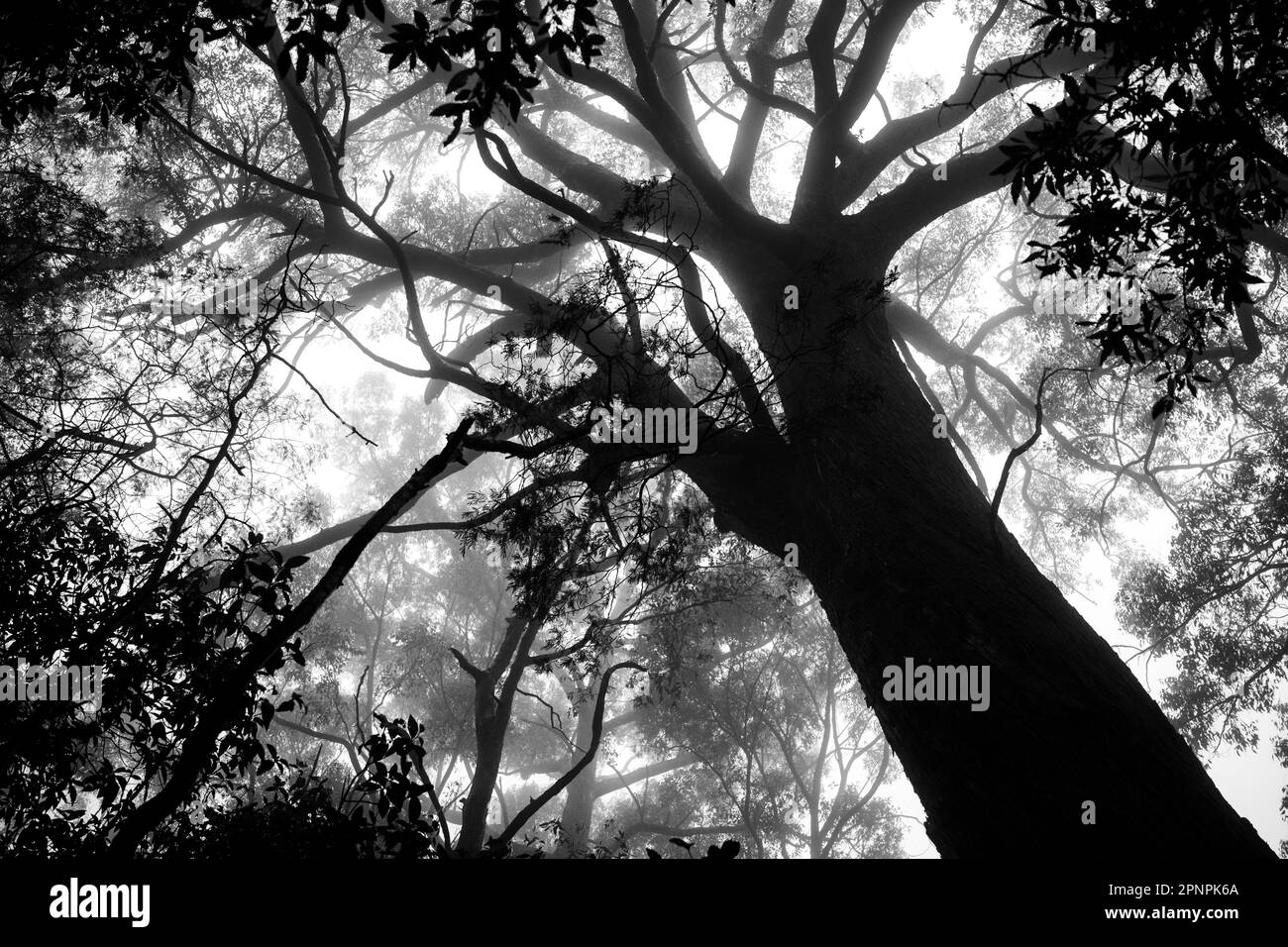 Black and white silhouette of a large tree in the forest Stock Photo ...