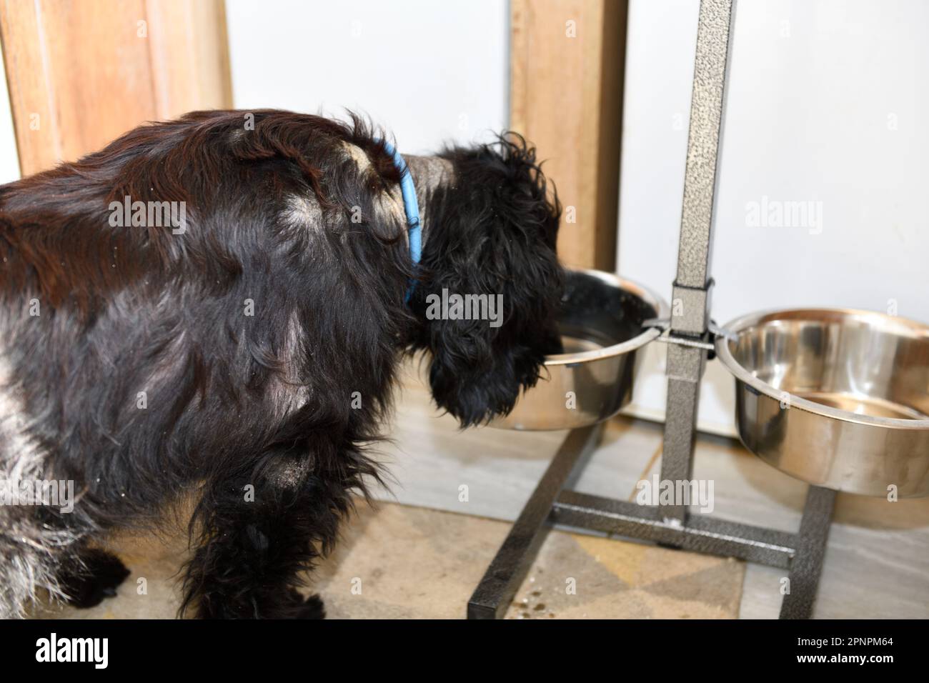 English Cocker Spaniel drinking out of raised Bowls to help support his