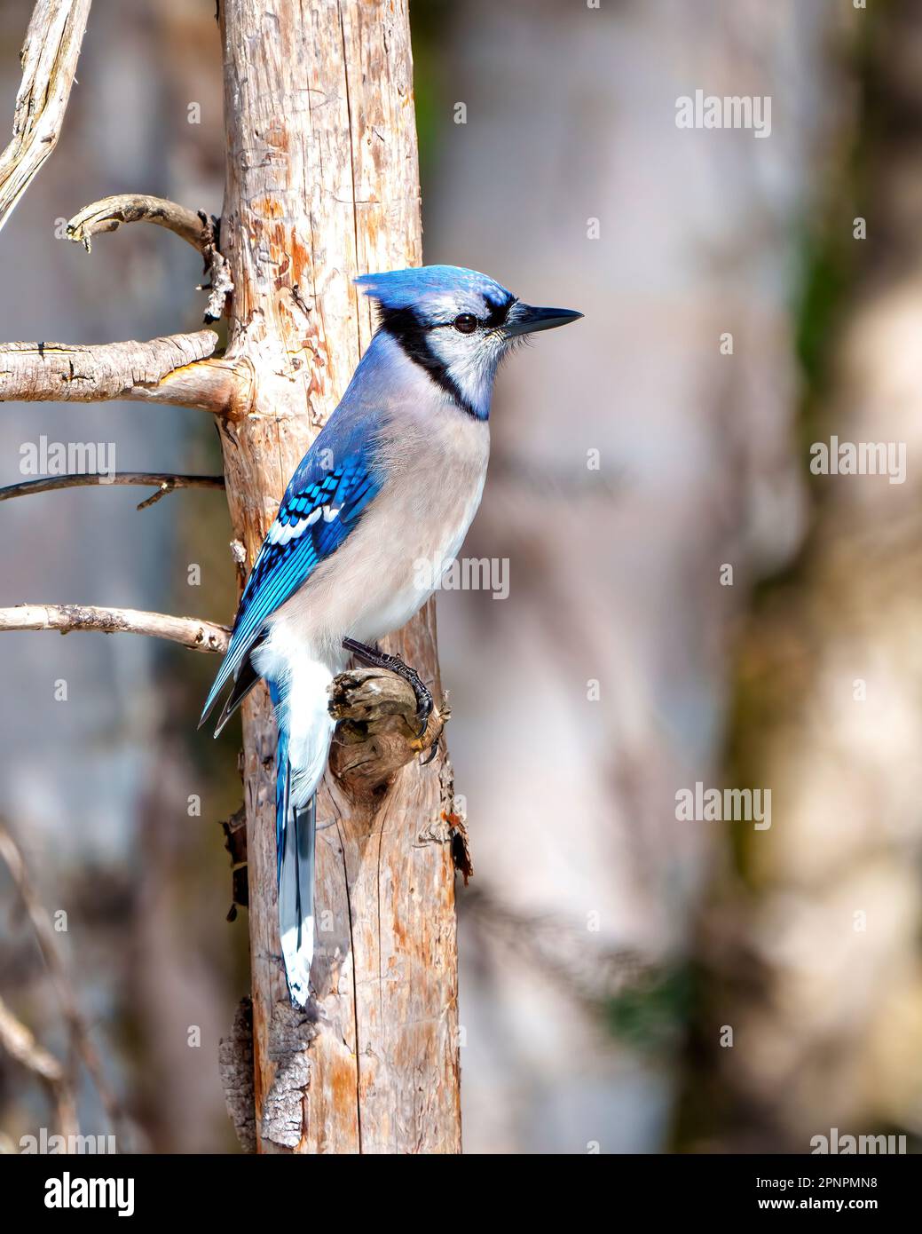 Blue Jay close up of plumage Stock Photo - Alamy