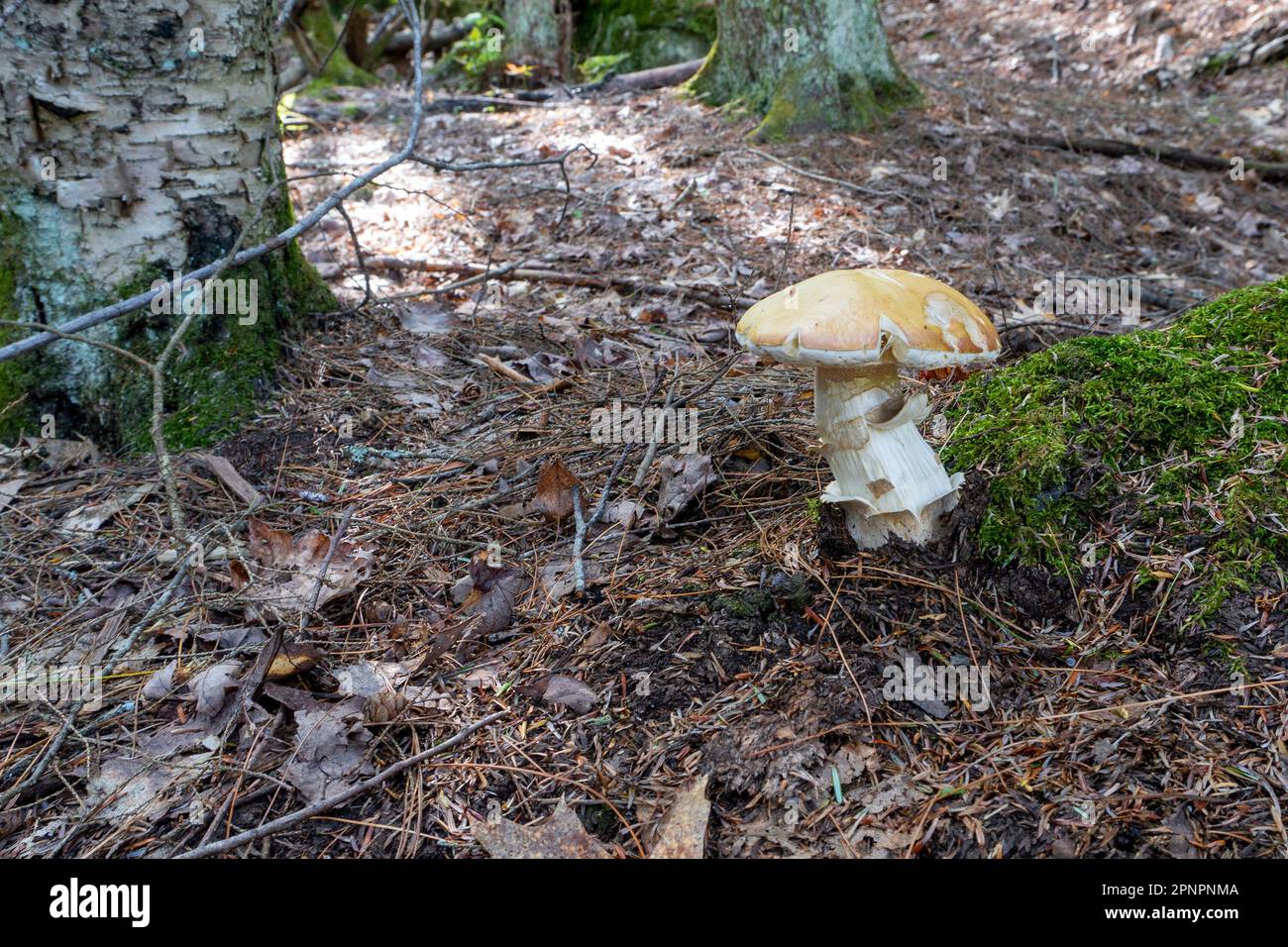 A large, porcini mushroom grew under a tree among green moss in a warm