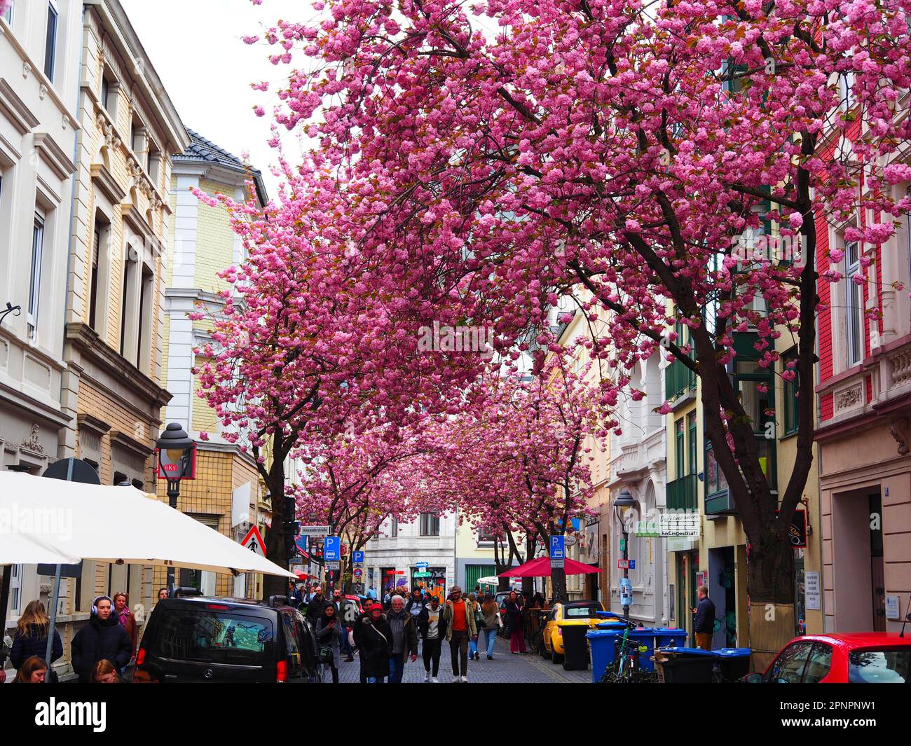 Hanmai Kirschblüte, Cherry Blossom, Hanami in Bonn, Germany Stock Photo - Alamy