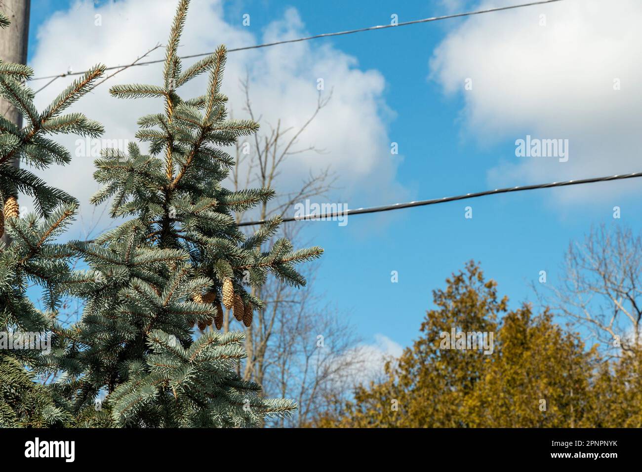 Blue spruce with last year's cones against a blue sky with white clouds Stock Photo