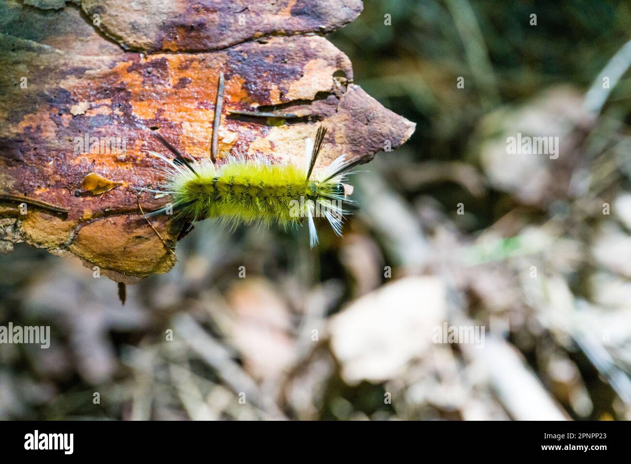 Beauty caterpillar hires stock photography and images Alamy