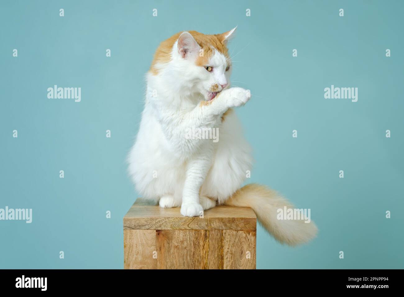 Cute longhair cat sitting on wooden column and cleaning herself. Stock Photo
