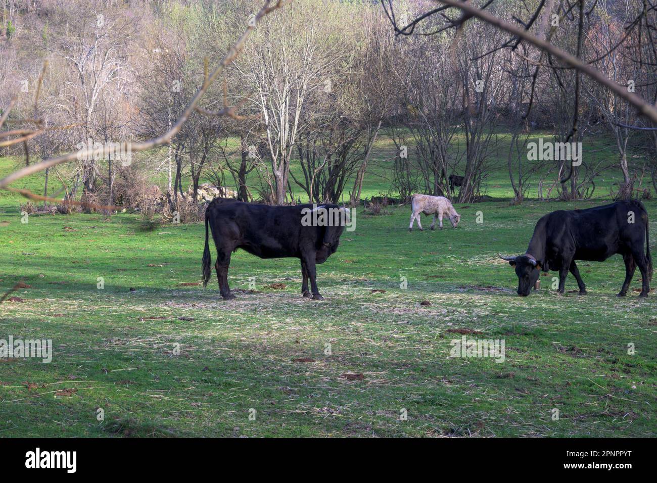 Cow green grass field farm cloud farmland hi-res stock photography and ...