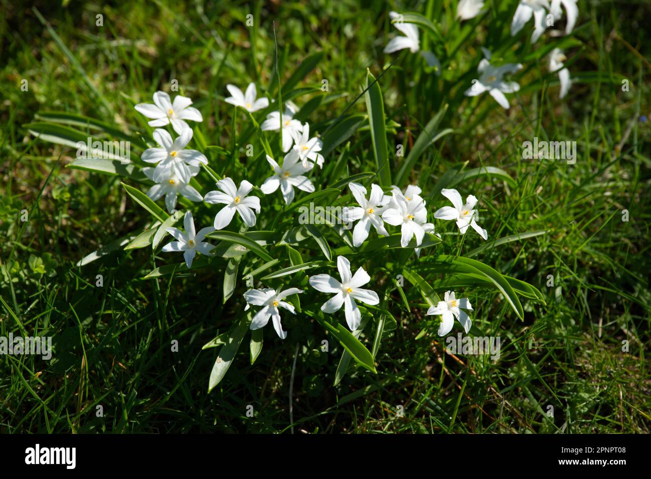 White spring flowers of chiondoxa Scilla luciliae (Gigantea Group) 'Alba' naturalised in grass in UK garden April Stock Photo