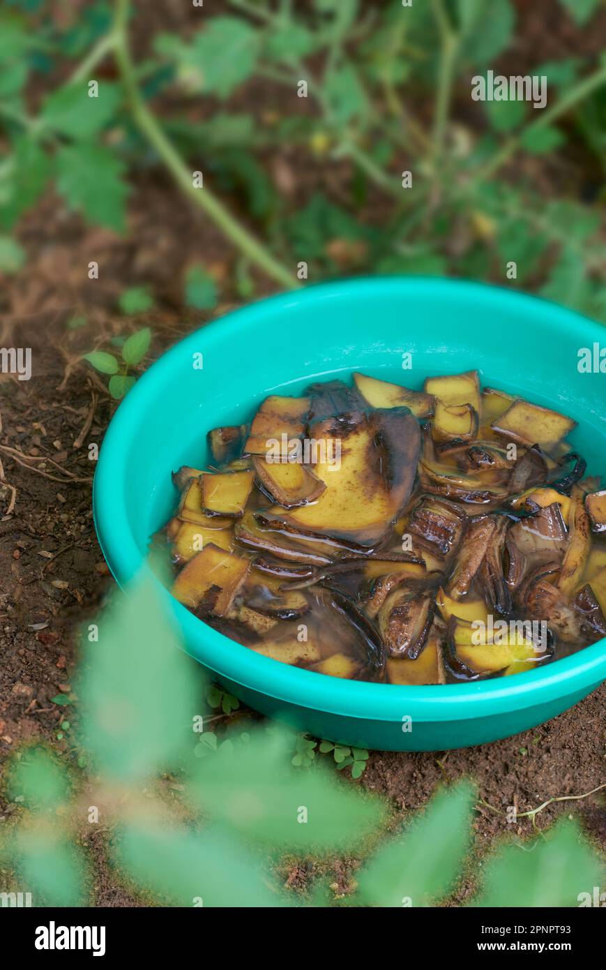 cut banana peels pieces soaked in a cup of water, food waste used as