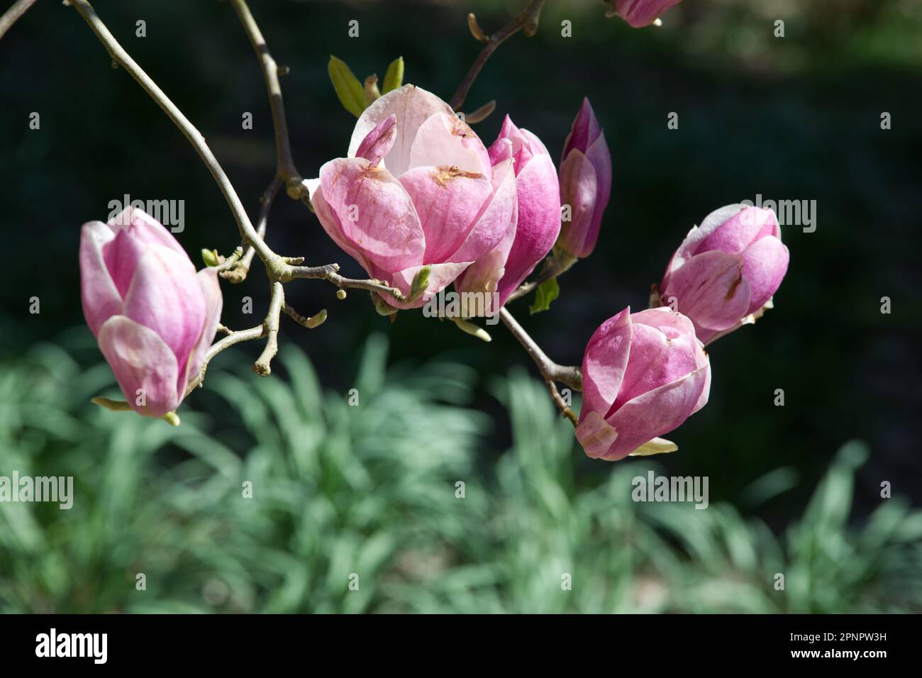 Large pink flowers magnolia tree hi-res stock photography and images ...