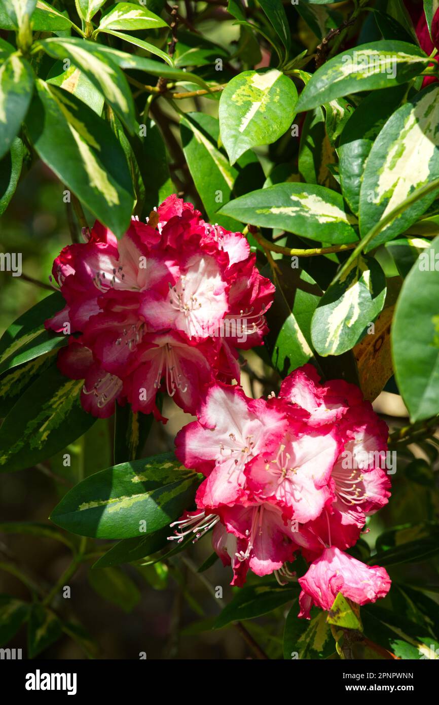 Red spring flowers and variegated foliage of Rhododendron 'President Roosevelt' in UK garden April Stock Photo