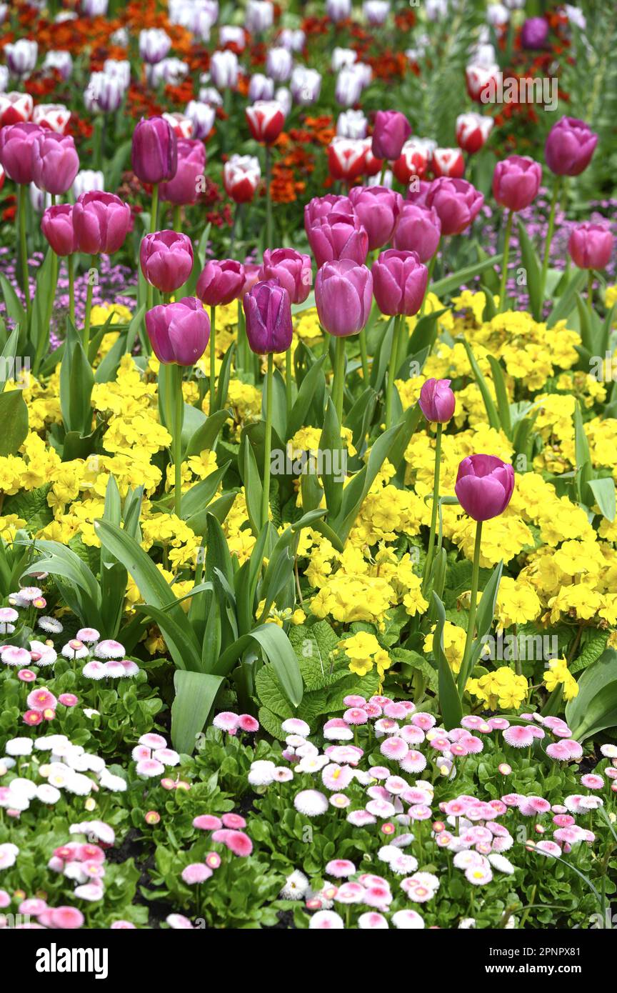 London, England, UK. Spring flowers in St James's Park. Tulips and primroses.19th April 2023 Stock Photo