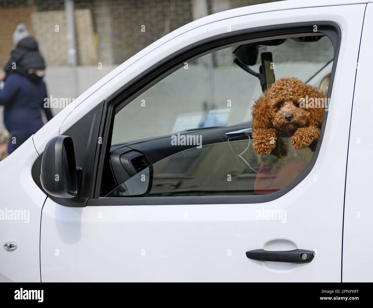 A Cockapoo / Poochon looking out of the window of a van (Gravesend, Kent) Stock Photo