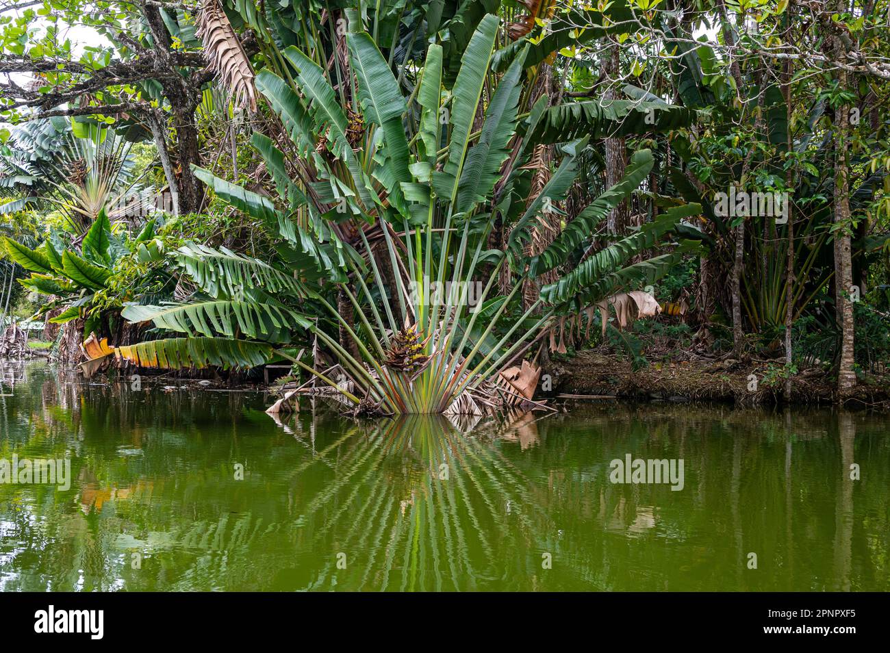 Ravanulla Tree Traveller's palm tree (ravenala madagascariensis) with reflection in ...