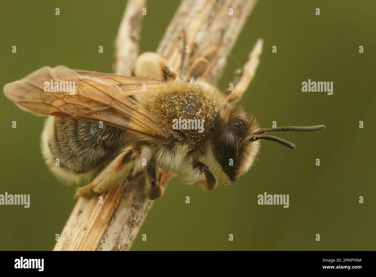 Closeup on a female grey-gastered mining bee , Andrena tibialis sitting ...