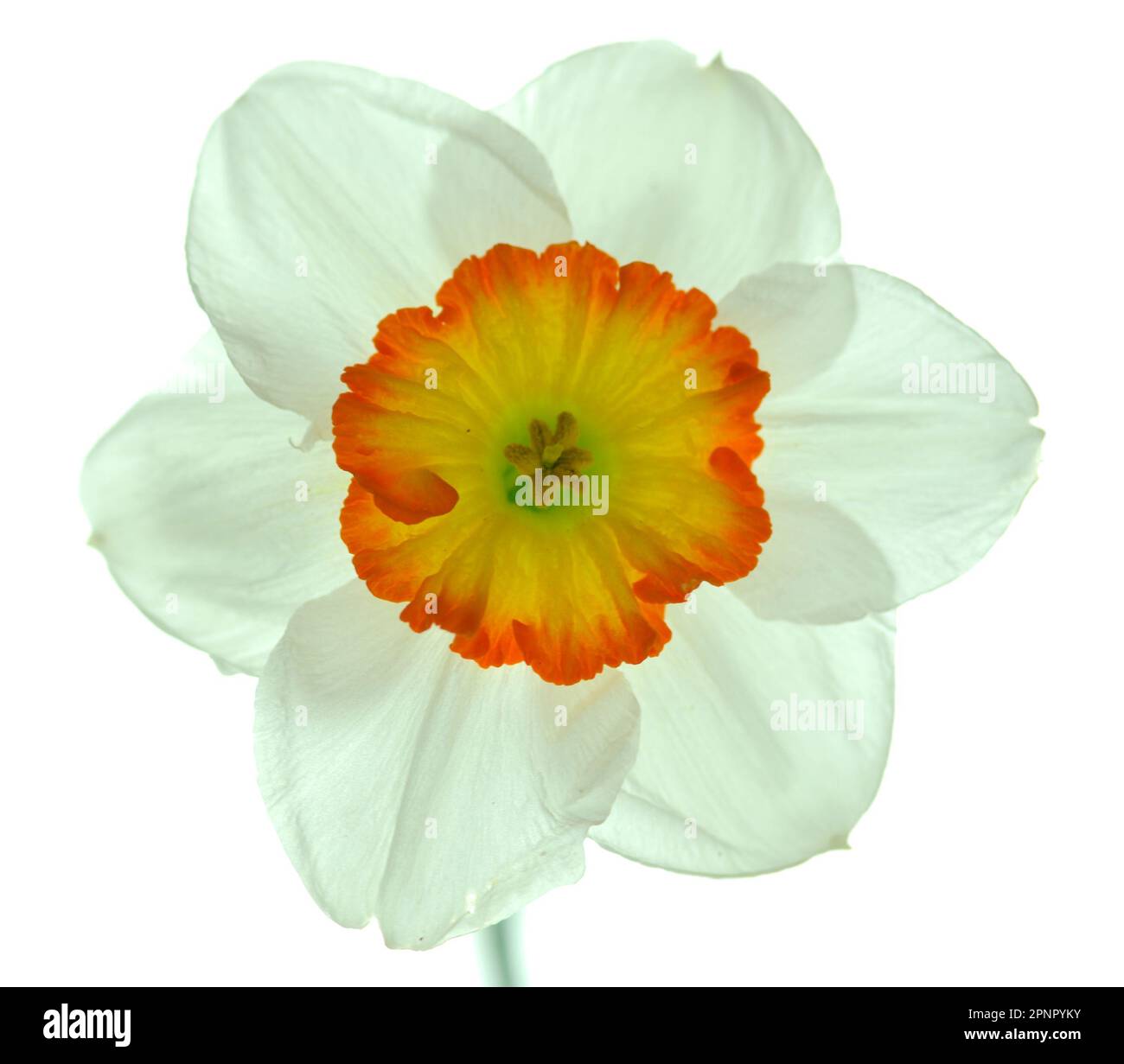 Single white daffodil with a yellow orange center backlit on a white background making petals translucent. Stock Photo